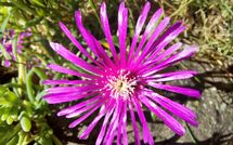 Photo submitted by guest of Selva degli Ulivi