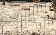 Photo submitted by guest of Pagliazzone