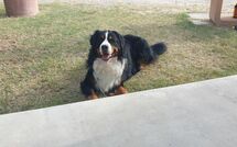 Photo submitted by guest of La Casetta nel Bosco