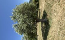 Photo submitted by guest of Villa San Martino