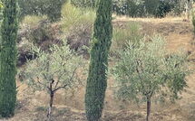 Photo submitted by guest of Casa Cervognano