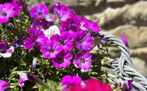 Photo submitted by guest of Villa Marina