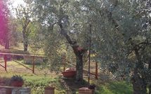 Photo submitted by guest of San Romolo