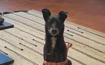 Photo submitted by guest of I Tre Castagni