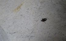 Photo submitted by guest of Villa Scaletta