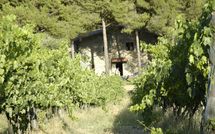 Photo submitted by guest of Montescalari