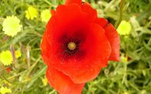 Photo submitted by guest of Paradiso