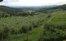 Photo submitted by guest of Montescalari