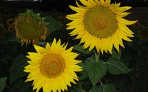 Photo submitted by guest of Villa San Fabiano