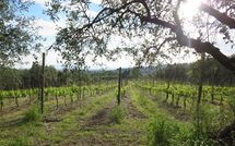 Photo submitted by guest of Fattoria le Poggiola