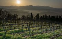 Photo submitted by guest of Tenuta