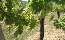 Photo submitted by guest of Fattoria di Quercia al Poggio