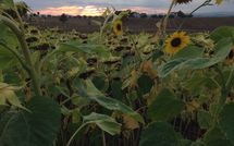 Photo submitted by guest of Rosa dei Venti