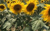 Photo submitted by guest of Casa Cipressi