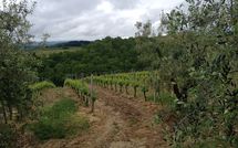 Photo submitted by guest of Massi