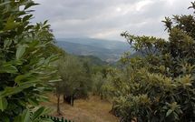 Photo submitted by guest of Il Castagneto