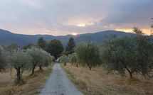 Photo submitted by guest of Il Castagneto