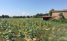 Photo submitted by guest of Villa la Fragola