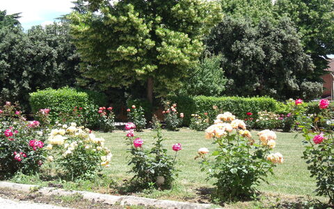 Villa Rocchi: Garden, Flower, Botanical Garden, Shrub, Plant, Garden Roses, Rose Family, Rose, Botany, Tree