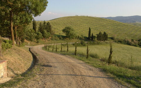 Agriturismo Il Gattero: Road, Natural Landscape, Tree, Rural Area, Thoroughfare, Trail, Lane, Hill, Infrastructure