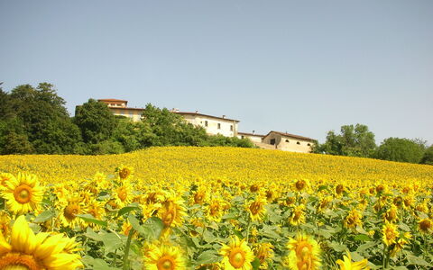 Villa Del Conte: Flower, Sunflower, Flowering Plant, Field, Yellow, Plant, Sky, Natural Landscape, Sunflower, Plantation