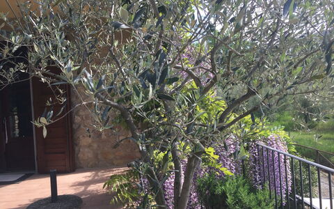 Casa Alla Minuccia Di Villa a Sesta: Tree, Plant, Woody Plant, Spring, Flower, Branch, Shrub, Twig, House