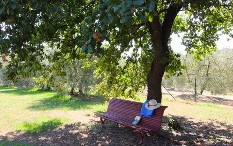 Galleria di Brolio: Plant, Furniture, Outdoor Bench, Green, Tree, Shade, Outdoor Furniture, Comfort, Natural Landscape, Vegetation