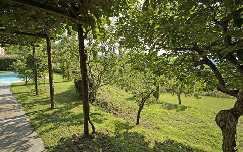 Villa Magnolia: Tree, Nature, Natural Landscape, Green, Vegetation, Grass, Natural Environment, Nature Reserve, Branch, Woody Plant