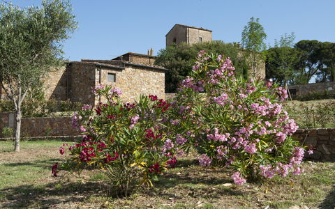 Borgo Casa Di Lappi: Flower, Plant, Tree, Spring, Shrub, Rural Area, Flowering Plant, Architecture, House, Plant Community