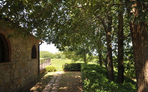 Agriturismo la Papessa: Plant, Window, Leaf, Tree, Natural Landscape, Road Surface, Shade, Sunlight, Vegetation, Grass