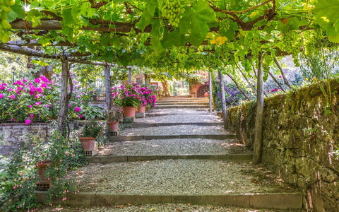Palazzo Rosadi: Flower, Plant, Tree, Botany, Garden, Spring, Walkway, Leaf, Pergola, Architecture