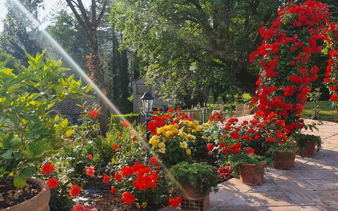 Torre del Cielo: Flower, Plant, Plant Community, Petal, Flowerpot, Tree, Grass, Shrub, Groundcover, Flowering Plant