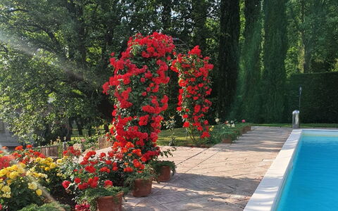 Torre del Cielo: Water, Flower, Plant, Green, Tree, Vegetation, Petal, Grass, Flowerpot, Landscape