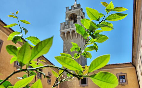 Montegufoni: Leaf, Flower, Plant, Tree, Branch, Flowering Plant, Adaptation, Houseplant