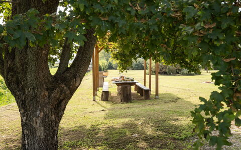 Incanto Toscano: Plant, Branch, Botany, Shade, Tree, Vegetation, Sunlight, Biome, Grass, Natural Landscape