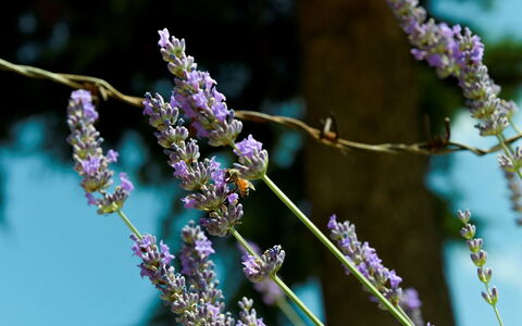 Podere i Gigli: Flower, Plant, Purple, Twig, Terrestrial Plant, Violet, Flowering Plant, Tree, Grass, Annual Plant