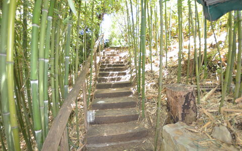 Il Corbezzolo: Tree, Nature Reserve, Botany, Plant, Grass Family, Forest, Jungle, Terrestrial Plant, Rainforest