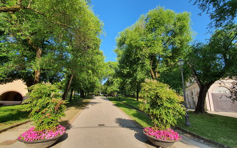 Casina Bella Di Lucca: Leaf, Tree, Green, Nature, Branch, Road Surface, Vegetation, Shrub, Public Space, Thoroughfare