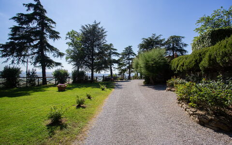 Villa i Cocciai: Tree, Nature, Vegetation, Natural Environment, Sky, Grass, Wilderness, Garden, Botany, Road