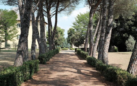 Luna Di Cortona: Tree, Natural Landscape, Woody Plant, Walkway, Botany, Grass, Plant, Grass Family, Road, Park
