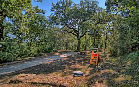Sole Nel Prato: Tree, Vegetation, Natural Environment, Natural Landscape, Wilderness, Nature Reserve, Forest, Grass, Biome, Woody Plant