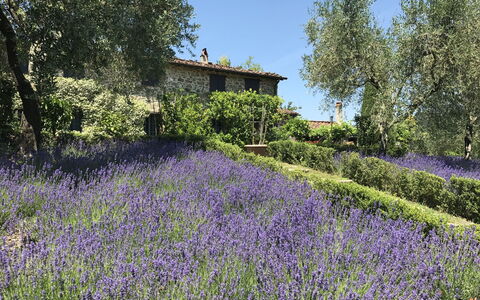 Macennere: Lavender, English Lavender, Flower, Lavender, Plant, Vegetation, Natural Landscape, Garden, Spring, Botany