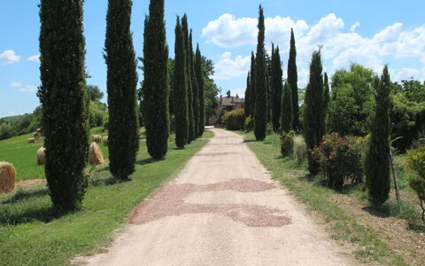 Villa Venanzo: Tree, Road, Grass, Woody Plant, Biome, Plant, Thoroughfare, Trail, Path
