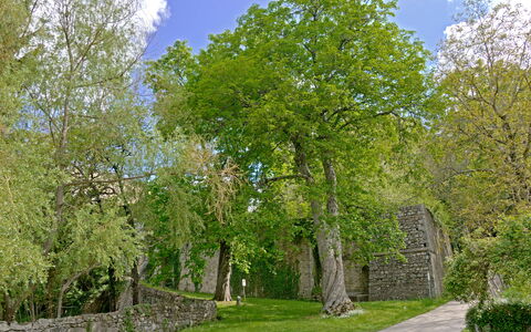 Casa Dell'ambasciatore: Leaf, Tree, Grass, Branch, Wall, Nature, Green, Vegetation, Shrub, Stone Wall