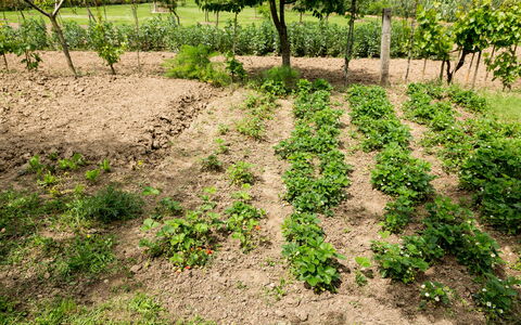 Casale Vacanze Il Granaio: Soil, Field, Plant, Grass, Tree, Land Lot, Leaf, Groundcover, Grass Family, Crop