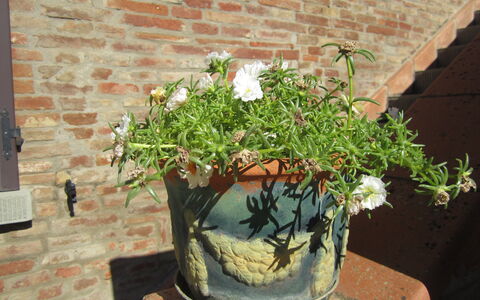Casale Valdichiana: Flowerpot, Houseplant, Plant, Flower, Botany, Herb, Tree, Shrub, Flowering Plant