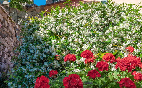 Portovecchio Apartments - Levanto: Flower, Red, Petal, Shrub, Pink, Flowering Plant, Spring, Garden, Rose Family