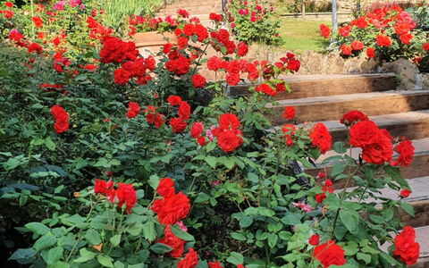 Ville Rosadi Weddings: Flower, Plant, Petal, Green, Vegetation, Tree, Biome, Shrub, Red, Groundcover