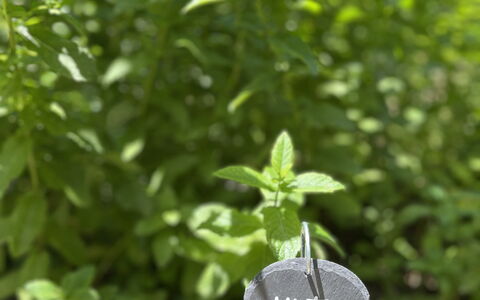 La Casa Dei Glicini - Levanto: Plant, Leaf, Terrestrial Plant, Groundcover, Grass, Shrub, Annual Plant, Soil, Flowering Plant, Garden