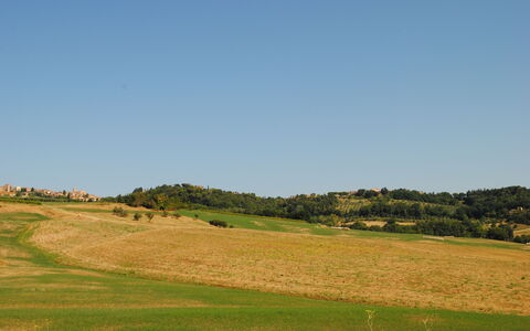 Alice - Podere Ribatti - Casole D'elsa, Toscana: Sky, Plant, Natural Landscape, Slope, Tree, Agriculture, Plain, Mountainous Landforms, Grass, Grassland